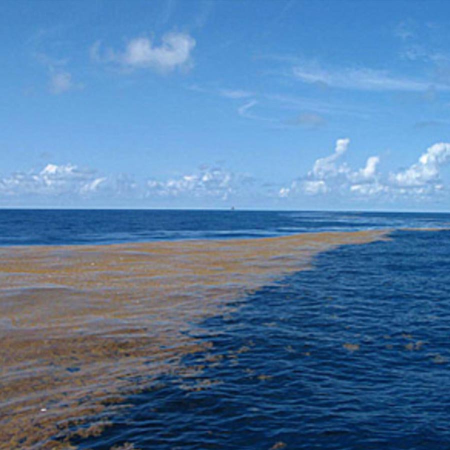 Great Atlantic Sargassum Belt