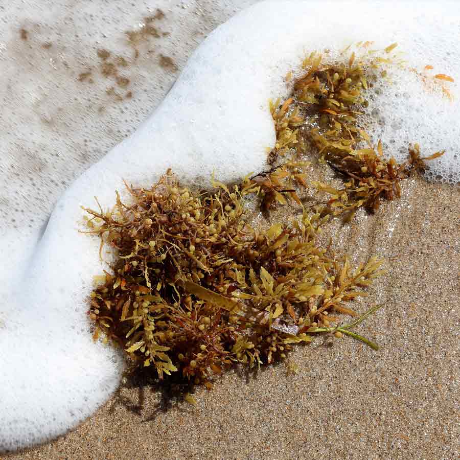 Great Atlantic Sargassum Belt
