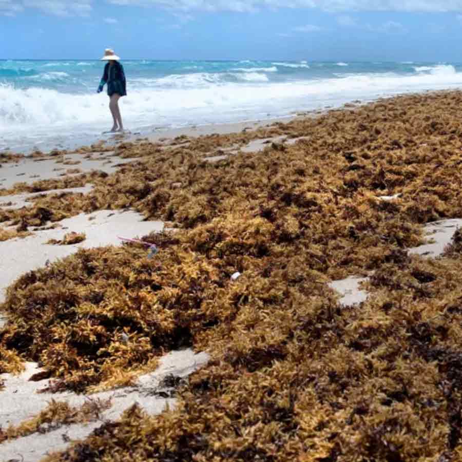 Great Atlantic Sargassum Belt