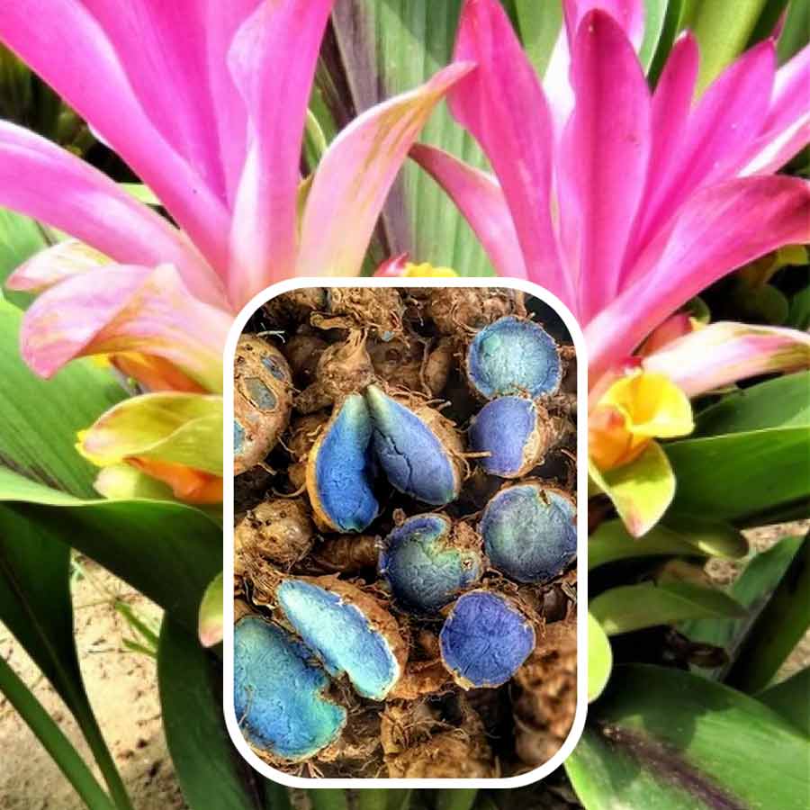 Is black turmeric better than normal turmeric, what is this dgtl