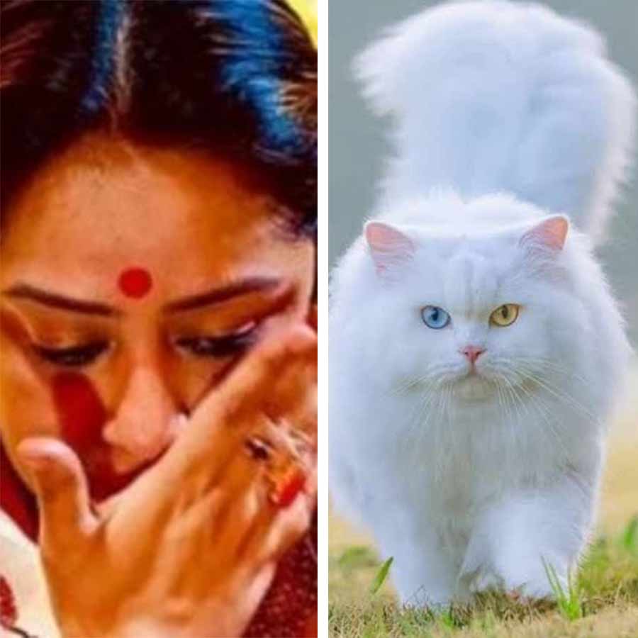 সুদীপা চট্টোপাধ্যায়ের বিড়াল নিখোঁজ!