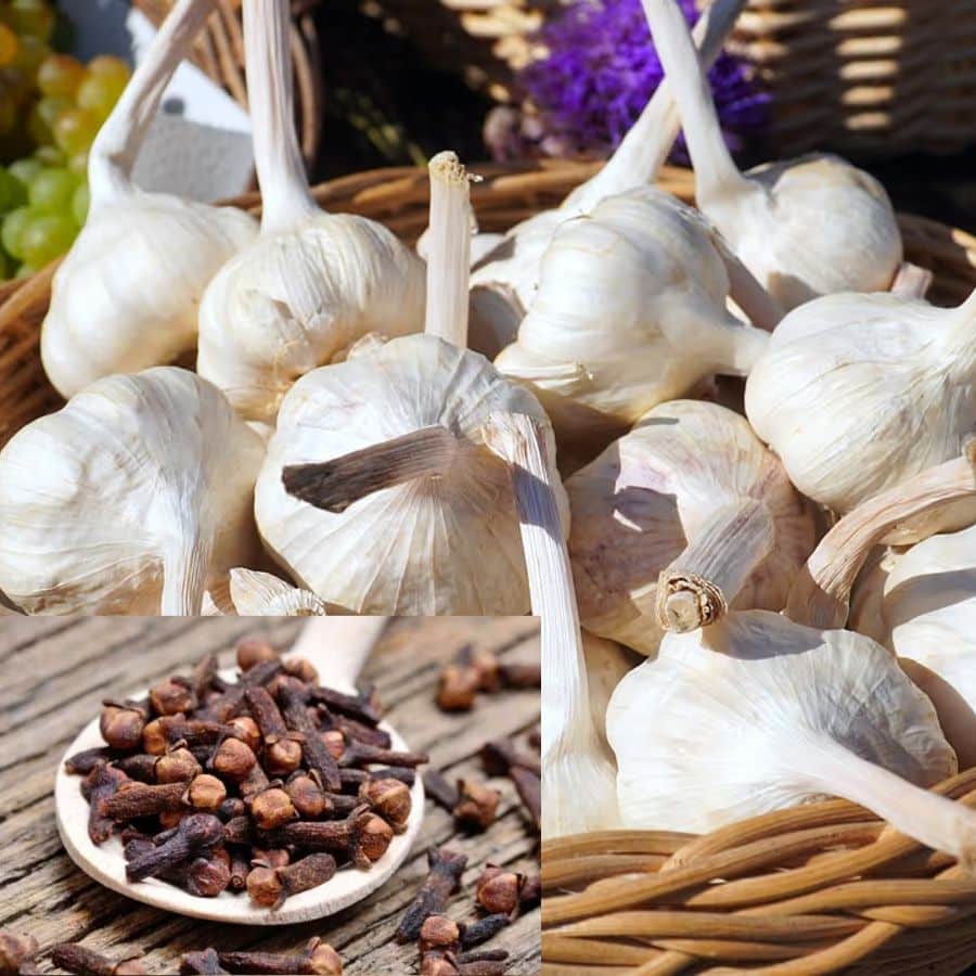  নিত্যদিনের উপকরণ লবঙ্গ এবং এক কোয়া রসুনে হবে কামাল। এই দুই উপাদানের মাধ্যমেও স্নানঘর বা কমোডের নোংরা দূর করা যায়। কিন্তু কী ভাবে?