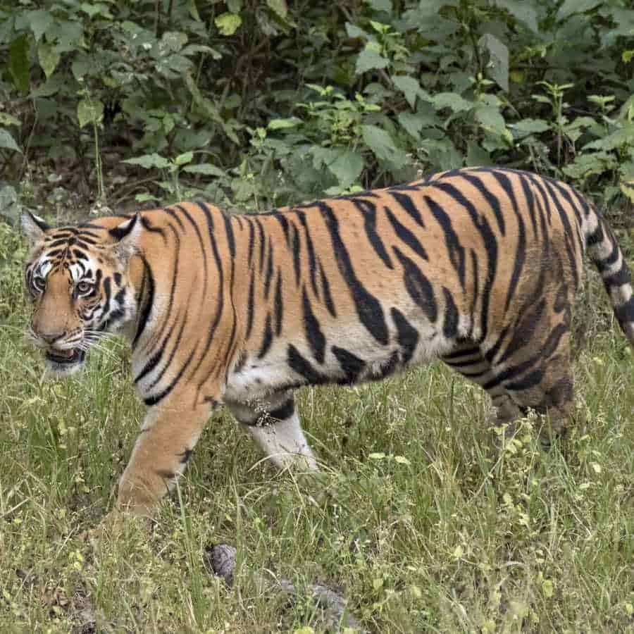 অতীতে এই মন্দিরে বাঘ ঢুকে পড়ার ইতিহাসও রয়েছে। তাই আজও সকলে তাড়াতাড়ি পুজো সেরে ফিরে যান। 