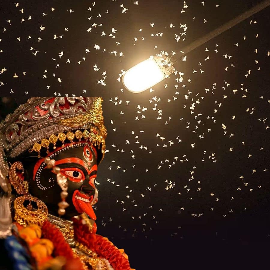 How the Green Leafhopper Signals Kali Puja and Its Declining Numbers dgtl