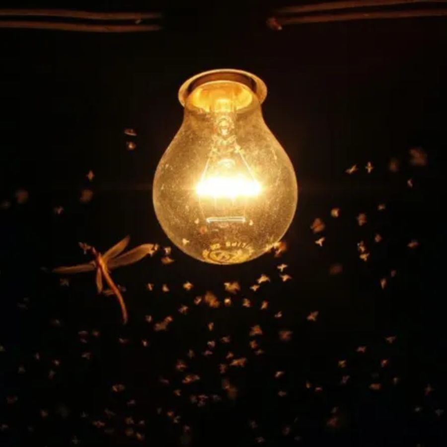 উৎসবের মরসুমকে যদি একটা ‘ব্যাটিং লাইন-আপ’ হিসাবে ধরা যায়, তা হলে উমা, লক্ষ্মীর বিদায় এবং কালীর আগমনের মাঝে ‘নাইট ওয়াচম্যান’-র মতো শ্যামাপোকার আবির্ভাব ঘটে।   হেমন্তের হাওয়ার সঙ্গে সঙ্গে শ্যামাপোকারাও এসে পড়ে, থুড়ি পড়ত। 