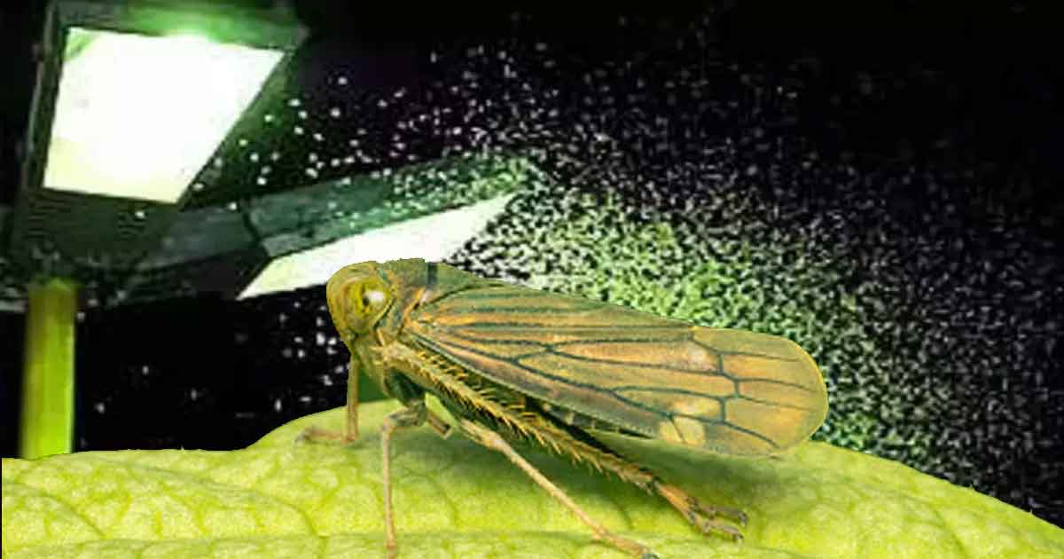 আলো নিভে গেলে শ্যামাপোকা খতম। পর দিন সকালবেলা সারা ঘরে ছড়িয়েছিটিয়ে পড়ে থাকা শ্যামাপোকাদের মৃতদেহ উদ্ধার হয়। প্রদীপ বা মোমবাতির আলো হলে এরা ঝাঁপিয়ে পড়ে নিজেরাই আত্মহত্যা করে।