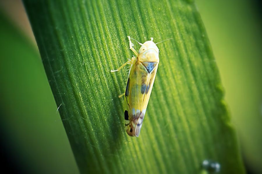 শ্যামাপোকারা কি জানে উহাদের নাম শ্যামাপোকা রেখেছে বাঙালি?