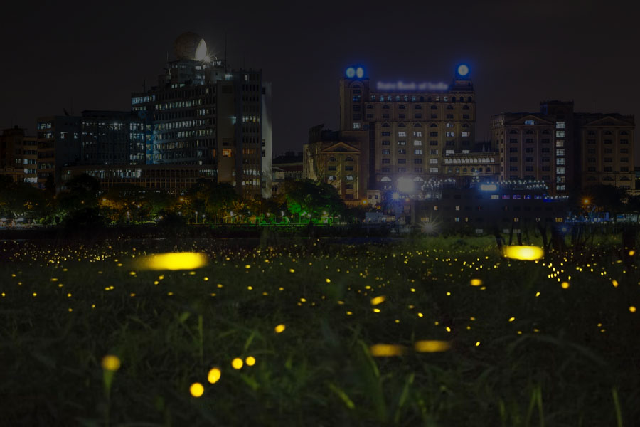 গত বছর কার্যত উধাও হয়ে গিয়েছিল শ্যামাপোকা। কালীপুজোর কলকাতায় তাদের দেখা মেলেনি। সকলকে চমকে দিয়ে কালীপুজো মেটার পর, জগদ্ধাত্রী পুজোর সময় ঝাঁকে ঝাঁকে শ্যামাপোকা এসেছিল শহরে। কিশোরকুমার, আরডি বর্মন, সৌরভ গঙ্গোপাধ্যায়ের পর শ্যামাপোকার ‘কামব্যাক’ মন্দ লাগেনি বাঙালির। 