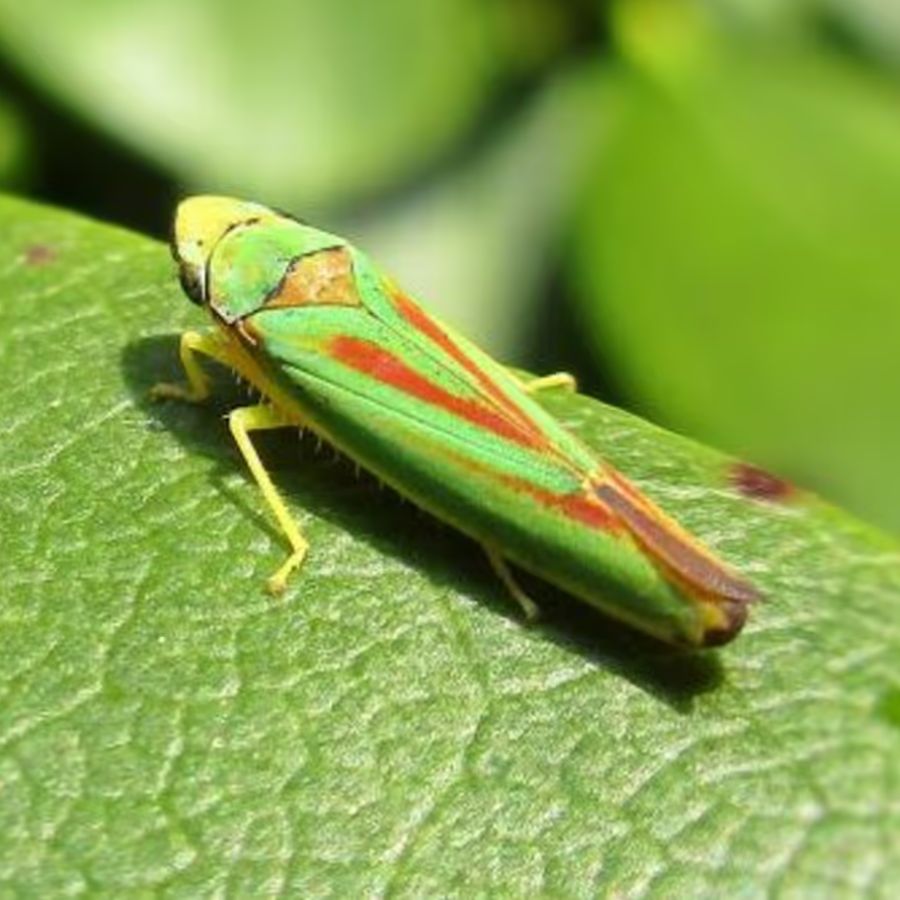 শ্যামাপুজোর সময়ে হানা থেকেই সম্ভবত বাঙালি এদের নাম দিয়েছে শ্যামাপোকা। আরও নাম রয়েছে, সেগুলিও কালীপুজোকে ঘিরে। কোথাও এর নাম কালীপোকা, কোথাও দিওয়ালীপোকা। বিশেষত দক্ষিণ শহরতলির অনেকেই এদের দিওয়ালীপোকা বলেন। আবার গায়ের রঙ শ্যামলা বা সবুজ হওয়ায় এদের নাম শ্যামাপোকা হতে পারে।