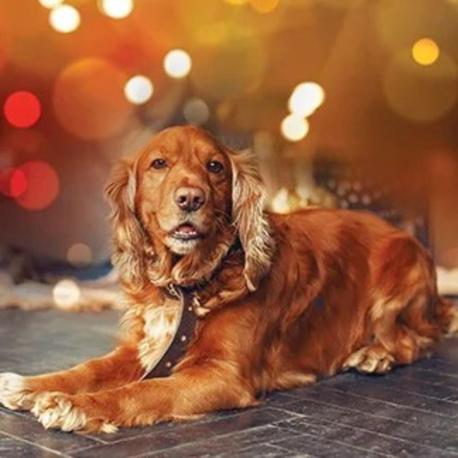 How to Take Care of Pet Animals During Kali Puja 2025 dgtl