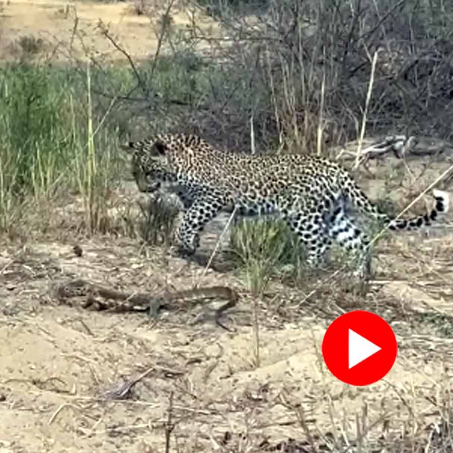 Video of leopard cub trying to hunt monitor lizard goes viral dgtl