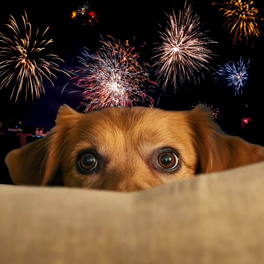 How to take care of your pets during Diwali crackers sound dgtl