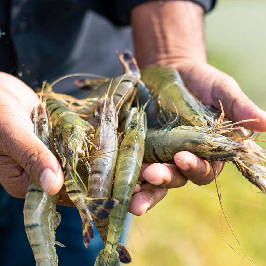 Radioactive contamination detected in a batch of shrimp shipped to the America from Indonesia