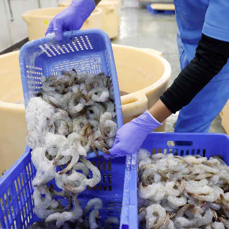 Radioactive contamination detected in a batch of shrimp shipped to the America from Indonesia