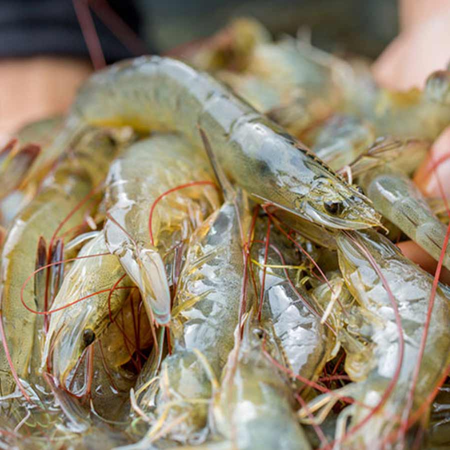 Radioactive contamination detected in a batch of shrimp shipped to the America from Indonesia