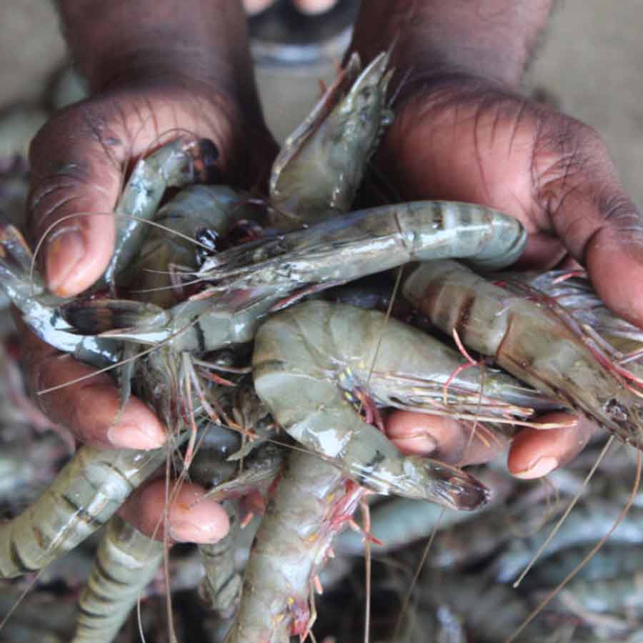 Radioactive contamination detected in a batch of shrimp shipped to the America from Indonesia
