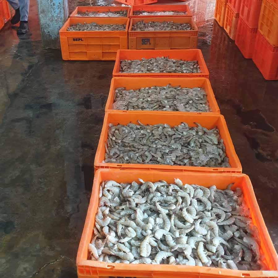 Radioactive contamination detected in a batch of shrimp shipped to the America from Indonesia