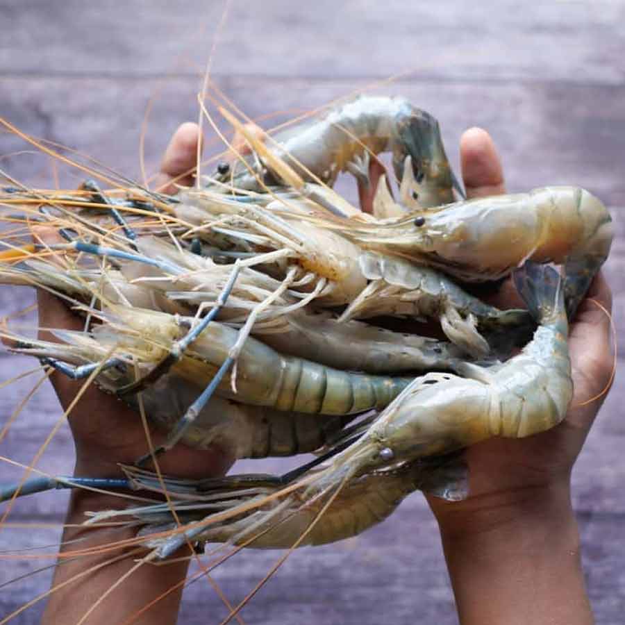 Radioactive contamination detected in a batch of shrimp shipped to the America from Indonesia