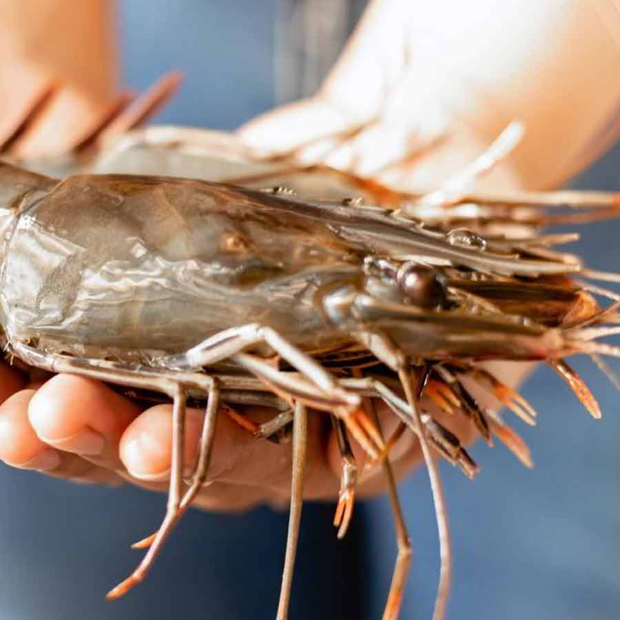 Radioactive contamination detected in a batch of shrimp shipped to the America from Indonesia
