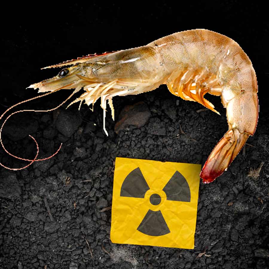 Radioactive contamination detected in a batch of shrimp shipped to the America from Indonesia