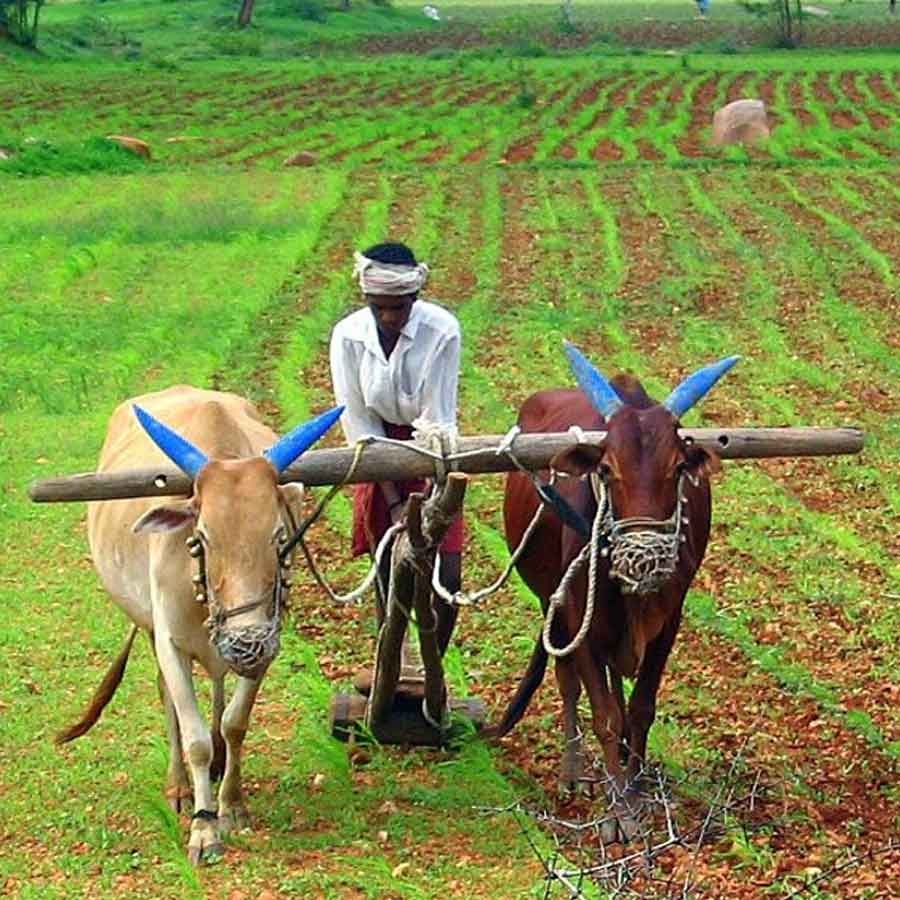 Bihar Doodh Paniya Village 