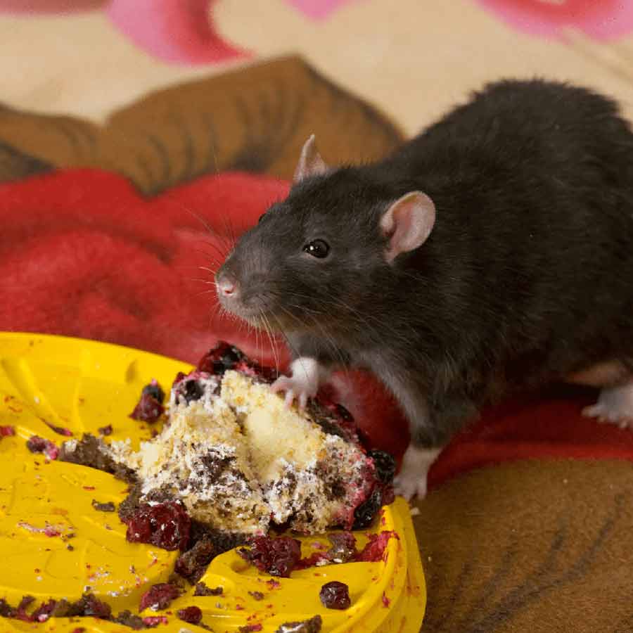 Madam, These are our pets, Madhya Pradesh hotel owner\\\\\\\'s reply stunned Food Inspector