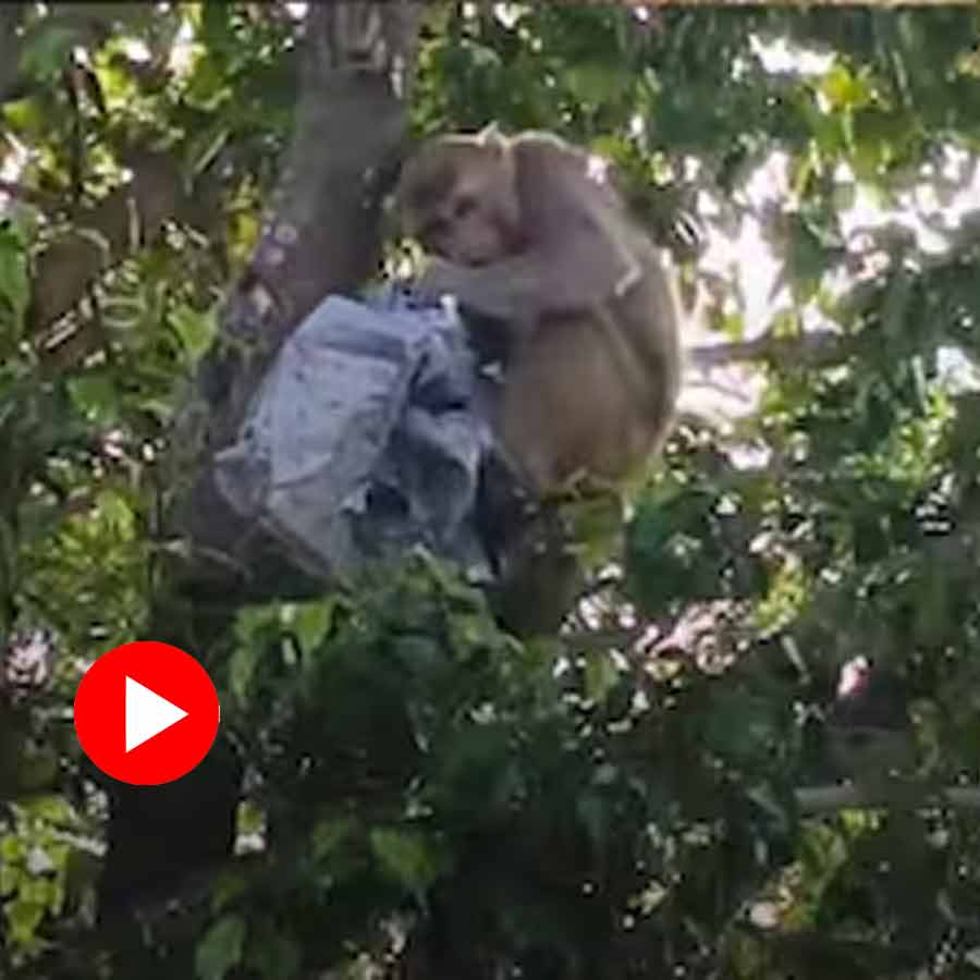 A monkey stunned locals by snatching a bag