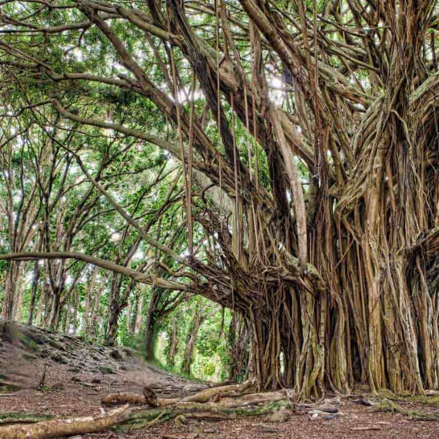 বলা হয়, পুরী যাওয়ার পথে এই বটগাছের নীচেই নাকি বিশ্রাম নিতেন যাত্রীরা। 