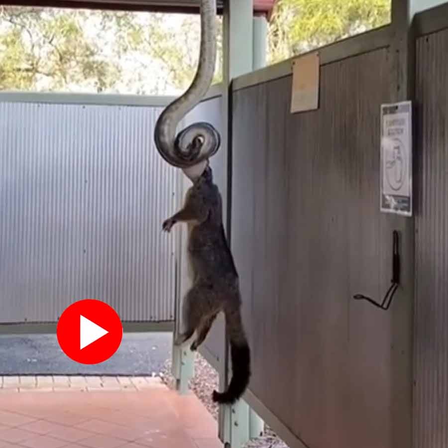 Video of carpet python swallowing possum goes viral dgtl