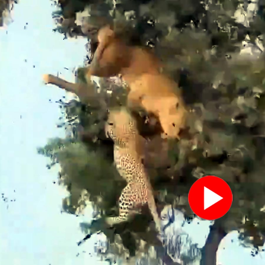 Video shows leopard and lioness fighting on the top of a tree and then fell on ground