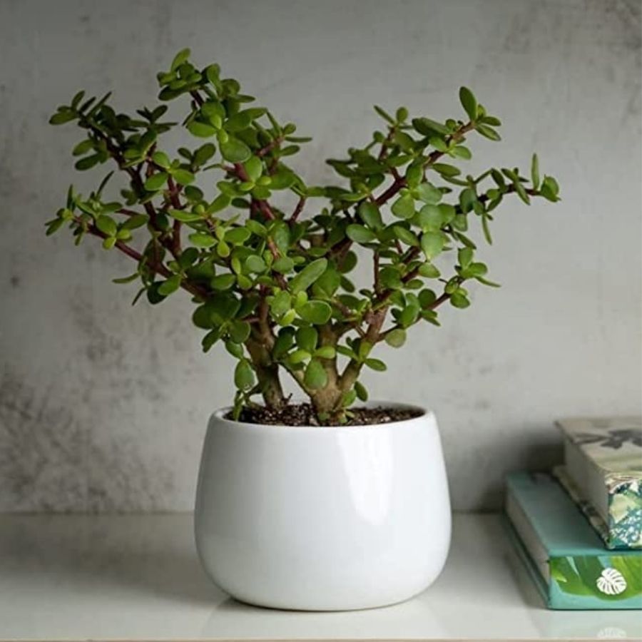 এ ছাড়াও, তার যদি গাছের প্রতি টান থাকে, তা হলে একটা সুন্দর টবে লাগানো সুখদায়ক সাকুলেন্ট বা জেড প্ল্যান্ট দিতে পারেন। 