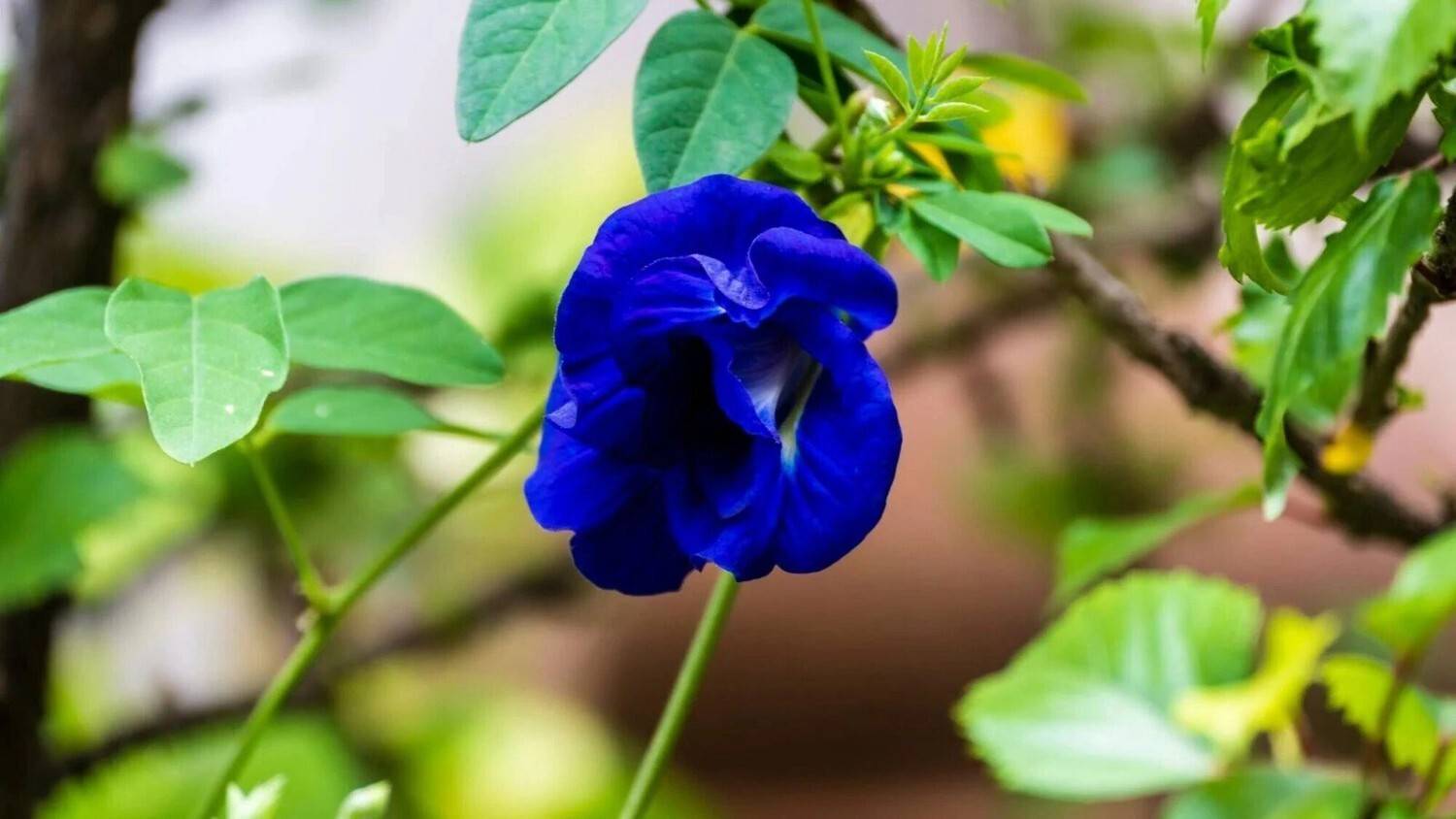 এ বাড়ির আরাধনায় দেবীকে জবা ফুল অর্পণ করা হয় না। বদলে ১০৮টি অপরাজিতার পুষ্পার্ঘ্য প্রদান করা হয়। 