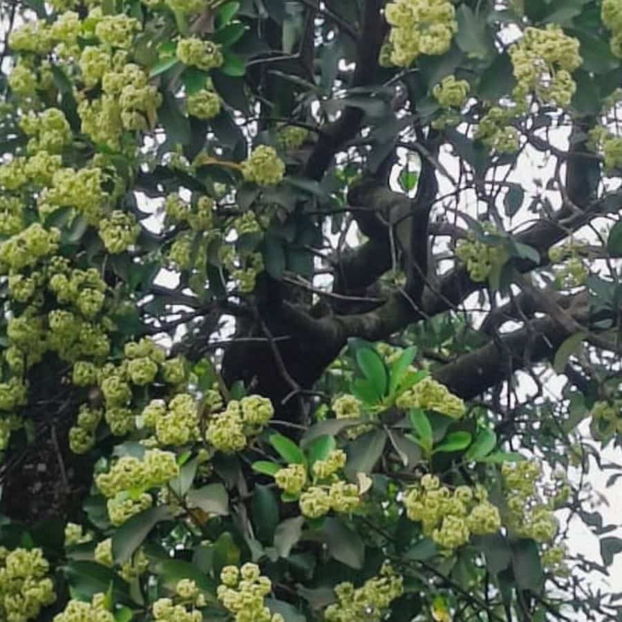 প্রীতিভোজের পর বরের পরিবার বর-কনে দু’জনেরই মূর্তি নিয়ে ফিরে যায়। রাতে সেগুলি রাখা হয় বরের বাড়ির কাছাকাছি একটি ছাতা গাছ ('সপ্তপর্ণী') বা ওই রকমই কোনও গাছের নিচে। এই ভাবেই অপূর্ণ জীবনের 'পূর্ণতা' দেওয়া হয়।