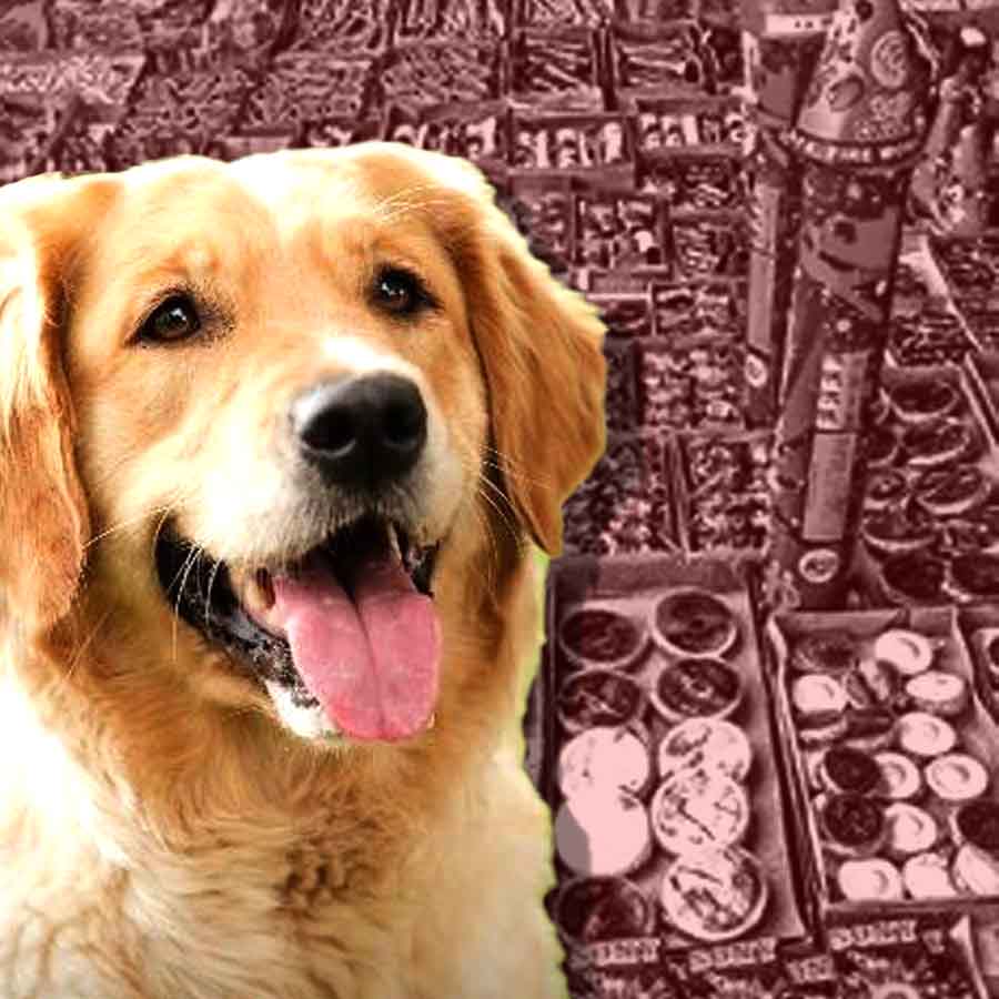 Pet owners are scared because of firecrackers