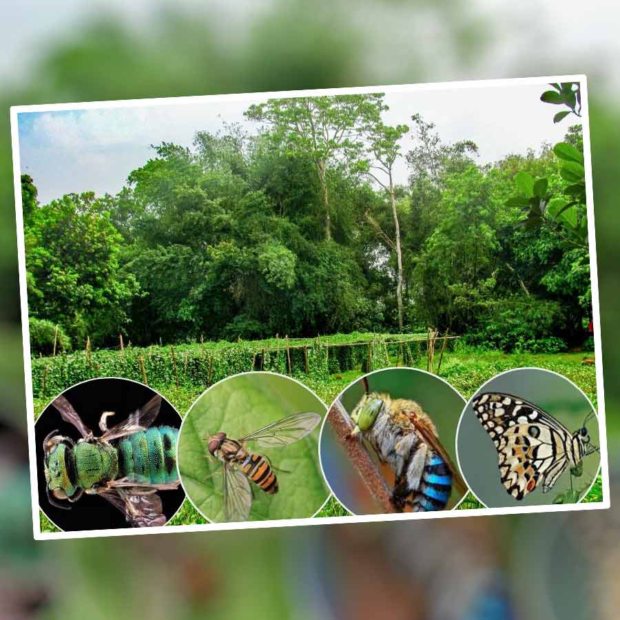 Which weeds on the edge of the field will increase yield, what is the role of insects in which crops, new research in West Bengal reveals