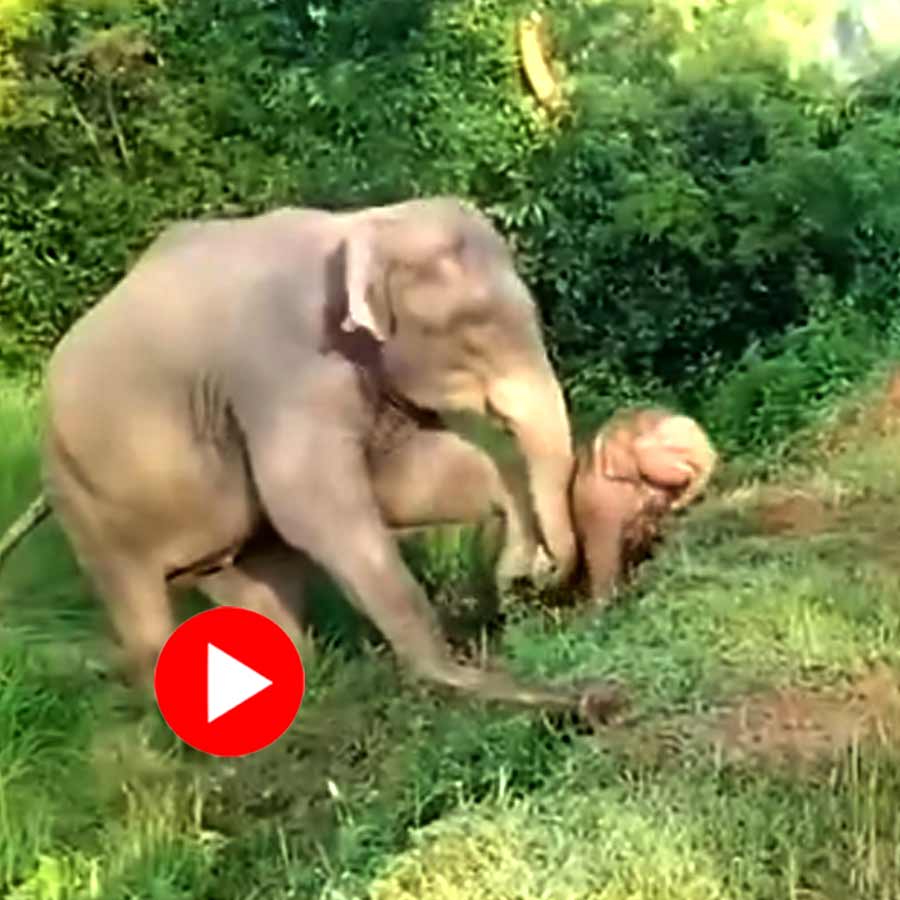 Video of mother elephant rescuing its calf from steep road goes viral dgtl