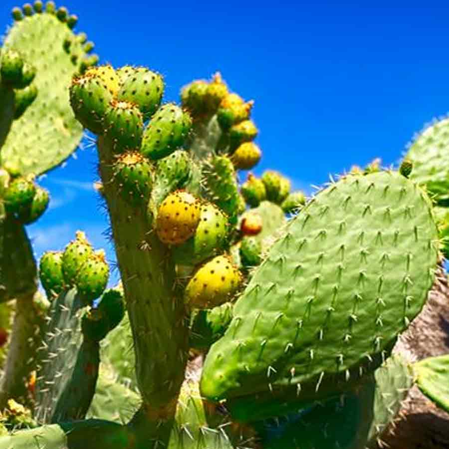 Spineless Cactus