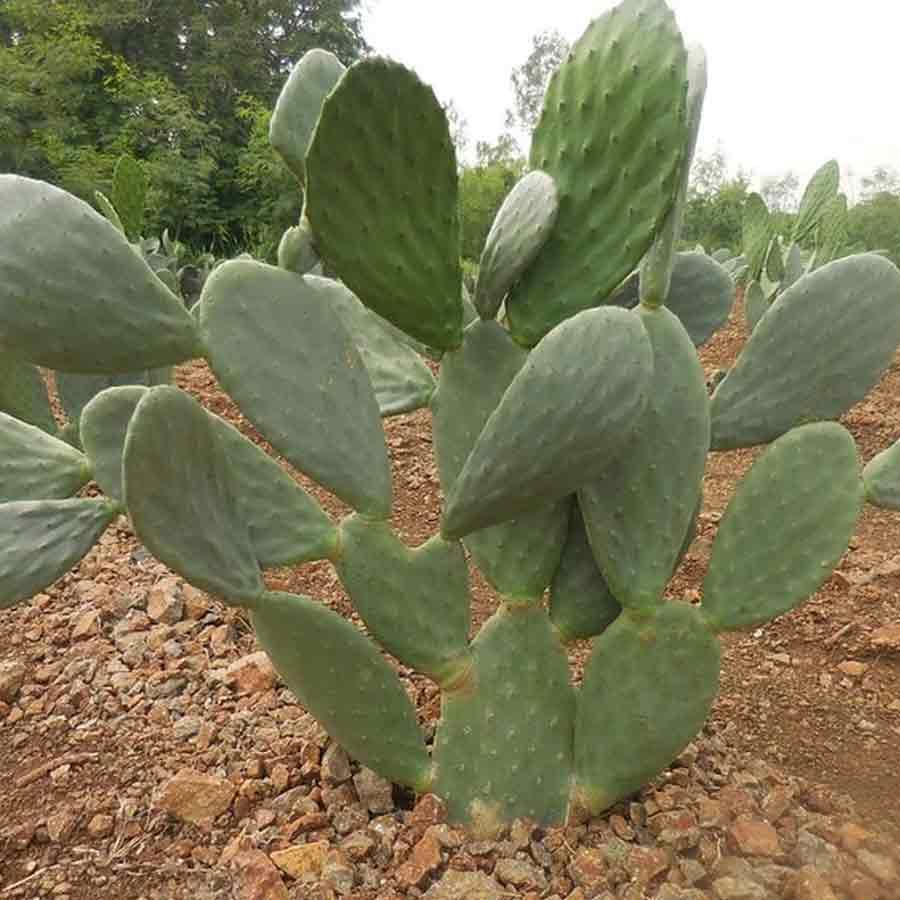 Spineless Cactus