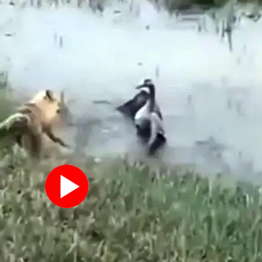 Video shows goose saves child from fox attack
