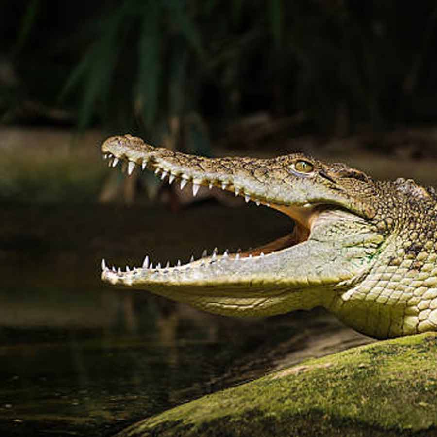 Crocodile