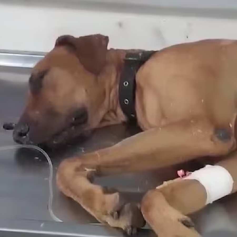 Brave dog in Kerala battles Cobra to save its owner, survives despite snakebite dgtl