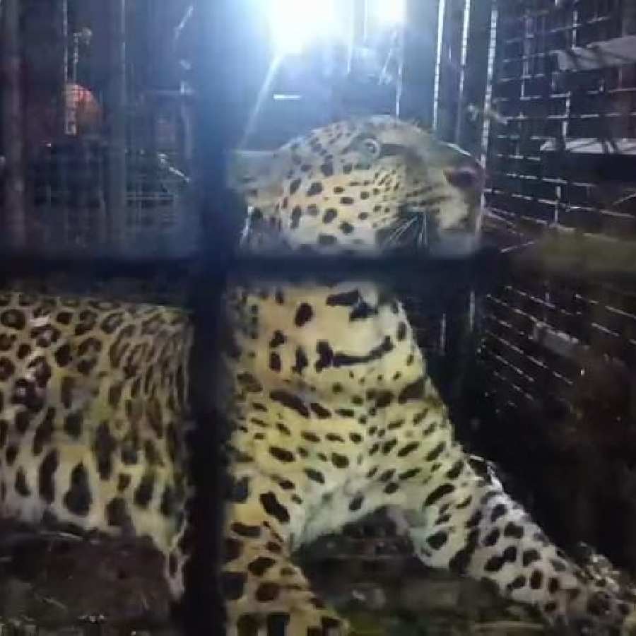 Forest officials capture leopard in Jalpaiguri tea garden dgtld