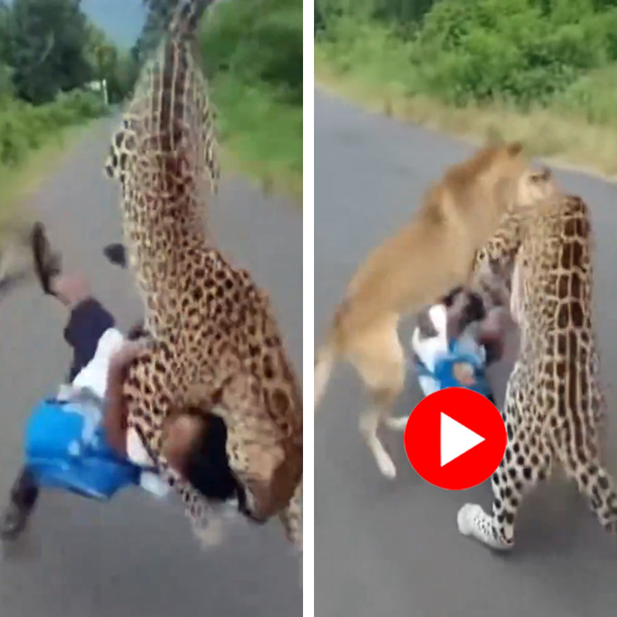 AI Video shows leopard attacks boy and two dog save him