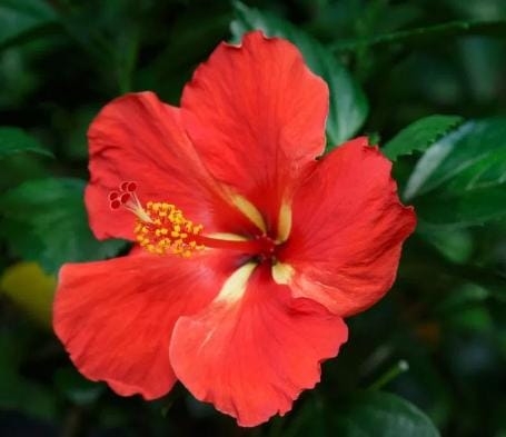 কালীপুজোয় অবশ্যই দেবীর চরণে জবাফুল অর্পণ করুন। সেই ফুল পুজো হয় যাওয়ার পর ঘরে রেখে দিন সংসারে সমৃদ্ধি ঘটবে, আর্থিক উন্নতি হবে। 