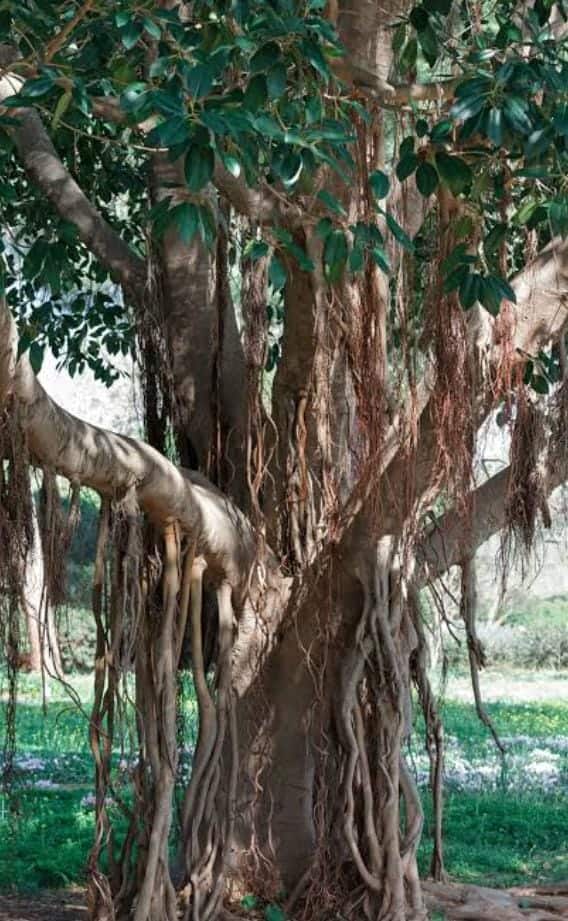 মনের ইচ্ছে পূরণ করতে চাইলে এই দিন সন্ধ্যার পর কোনও বট গাছের গোড়ায় তিন বার কালো তিল অর্পণ করুন। 