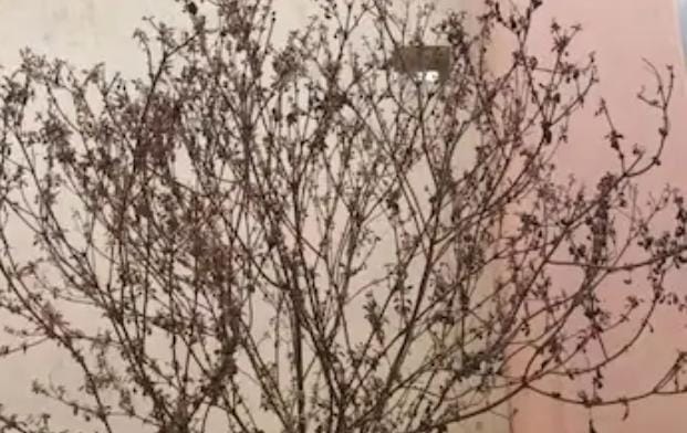 মনে করা হয় তুলসী গাছে দেবী লক্ষ্মী বাস করেন। যদি বাড়ির তুলসী গাছ হঠাৎ করেই শুকিয়ে যায় তাহলে বুঝবেন আপনার সংসারে বিপদ আসছে। দারিদ্র্য বাসা বাঁধবে বাড়িতে। 