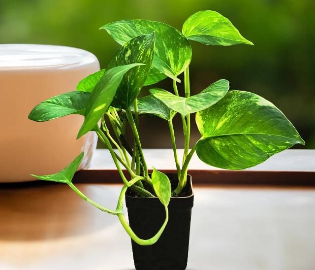 অনেকেই বাড়িতে তুলসী গাছের পাশাপাশি মানি প্ল্যান্ট রাখেন। মনে করেন এই গাছ ঘরে থাকলে তা শুভ শক্তিকে আকর্ষণ করে। কিন্তু যদি দেখেন এই গাছও হঠাৎ শুকিয়ে যাচ্ছে, তা হলে বুঝবেন এটাও ইঙ্গিত যে দেবী লক্ষ্মী আপনার উপর রুষ্ট হয়েছেন। 