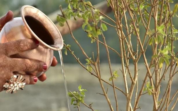 নিয়মিত তুলসী গাছে জল দিন। 