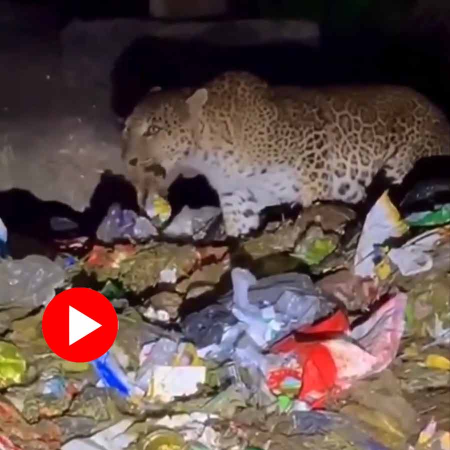 Video shared by IFS officer of leopard searching for food in pile near Mount Abu dgtl