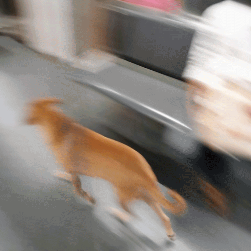 An atmosphere of panic has been created due to firecrackers DGTL